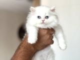 Orji̇nal Bri̇ti̇sh Longhai̇r Her İle Gönderi̇m
