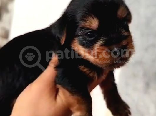 Yorkshire Teriyeri Bebek görsel