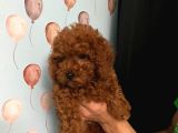 Toy Poodle Yavrulari Di̇şi̇ 