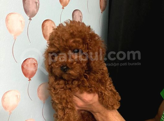 Toy Poodle Yavrulari Di̇şi̇  görsel
