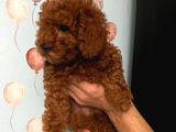 Toy Poodle Yavrulari Di̇şi̇ 