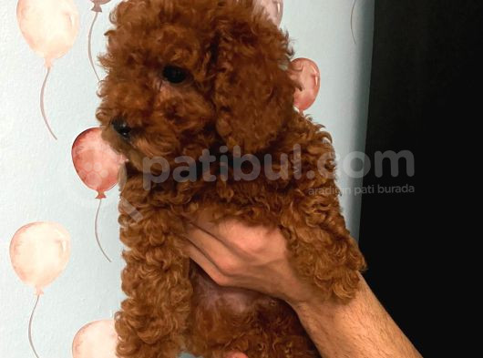 Toy Poodle Yavrulari Di̇şi̇  görsel