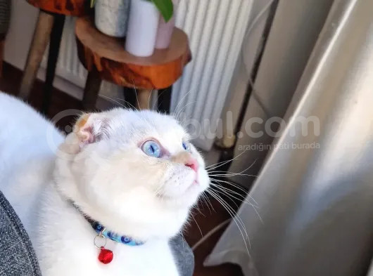1 Buçuk Yaşında Erkek görsel