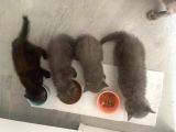 2 British Shorthair 2 Scotish Fold Yavrular