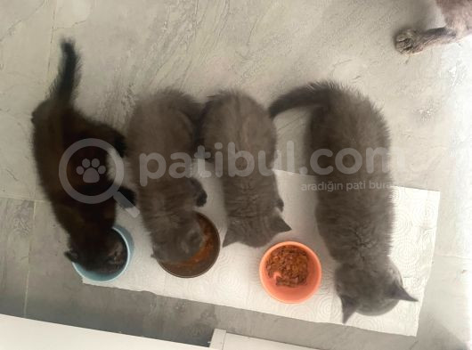 2 British Shorthair 2 Scotish Fold Yavrular görsel