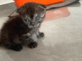 2 British Shorthair 2 Scotish Fold Yavrular