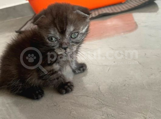 2 British Shorthair 2 Scotish Fold Yavrular görsel