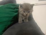 2 british Shorthair 2 Scotish Fold yavrular