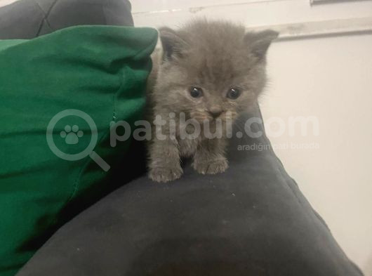 2 British Shorthair 2 Scotish Fold Yavrular
