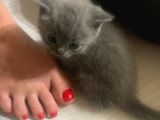 2 British Shorthair 2 Scotish Fold Yavrular