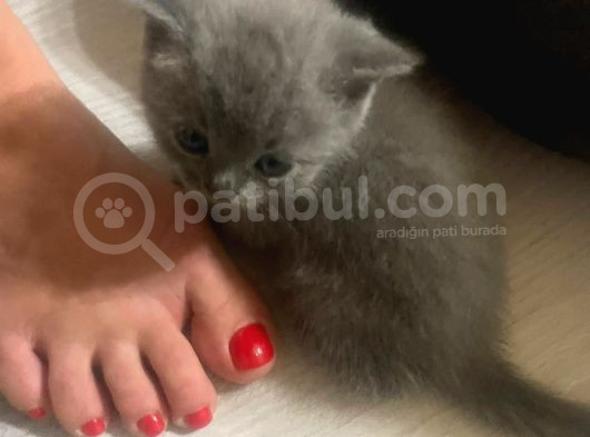 2 British Shorthair 2 Scotish Fold Yavrular görsel