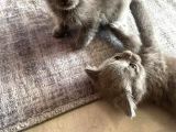 2 British Shorthair 2 Scotish Fold Yavrular