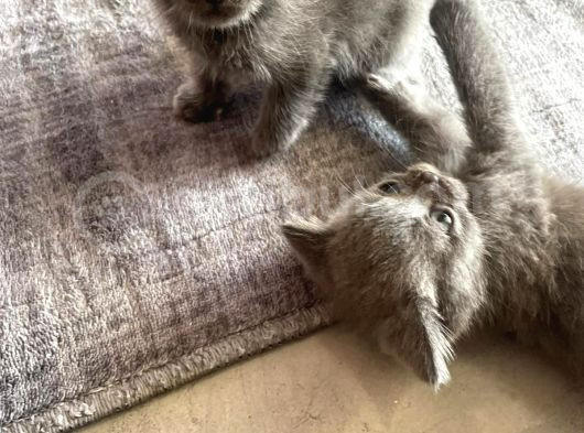 2 British Shorthair 2 Scotish Fold Yavrular görsel
