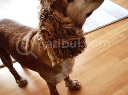 Acil Sıcak Yuva American Cocker  görsel