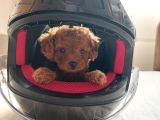 Poodle yavrularımız