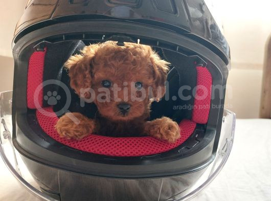 Toy Poodle