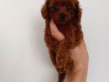 Poodle Yavrularımız