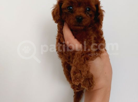Poodle Yavrularımız görsel
