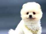Irkinin En İyi̇ Pomerani̇an Boo Yavrulari