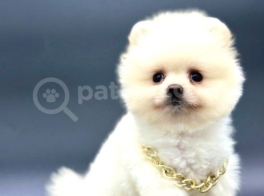 Irkinin En İyi̇ Pomerani̇an Boo Yavrulari görsel