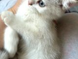 Masmavi Tatlis Silver Point Yavru Kedilerimiz