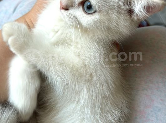 Masmavi Tatlis Silver Point Yavru Kedilerimiz görsel