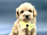 A KALİTE MİNİ MALTİPOO BEBEKLER