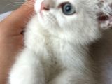Masmavi tatlis silver point yavru kedilerimiz