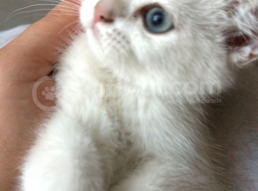 Masmavi Tatlis Silver Point Yavru Kedilerimiz