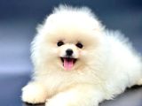 Irkinin En İyi̇ Pomerani̇an Boo Yavrulari