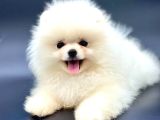IRKININ EN İYİ POMERANİAN BOO YAVRULARI