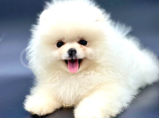 IRKININ EN İYİ POMERANİAN BOO YAVRULARI