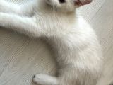 Masmavi Tatlis Silver Point Yavru Kedilerimiz