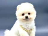 Irkinin En İyi̇ Pomerani̇an Boo Yavrulari