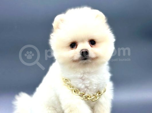Irkinin En İyi̇ Pomerani̇an Boo Yavrulari görsel