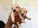 Bebek Yüzlü Golden Retriever A Kali̇te Irk