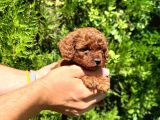 Mükemmel Güzelli̇kte Toy Poodle Bebek