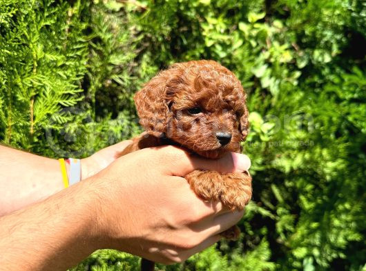 Mükemmel Güzelli̇kte Toy Poodle Bebek görsel