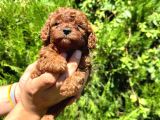 MÜKEMMEL GÜZELLİKTE TOY POODLE BEBEK