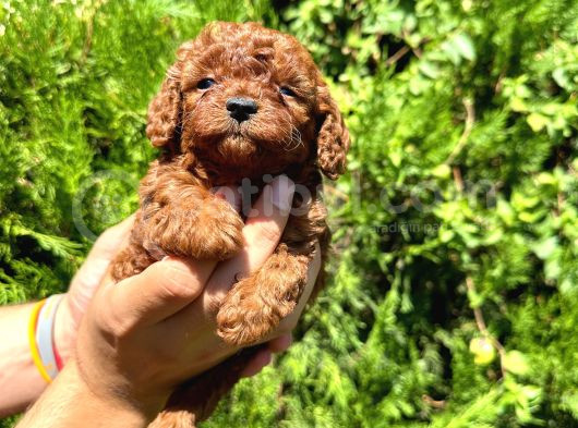 Mükemmel Güzelli̇kte Toy Poodle Bebek