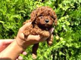 Mükemmel Güzelli̇kte Toy Poodle Bebek