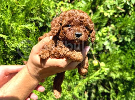 Mükemmel Güzelli̇kte Toy Poodle Bebek görsel