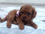 Toy Poodle