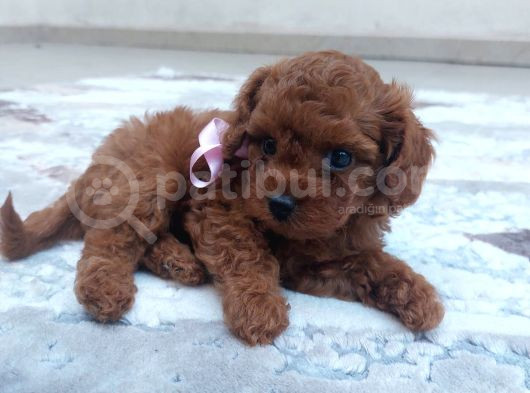 Toy Poodle görsel