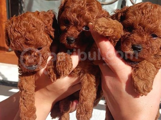 Poodle Yavrularımız görsel