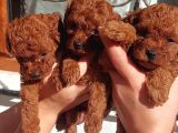 Toy Poodle