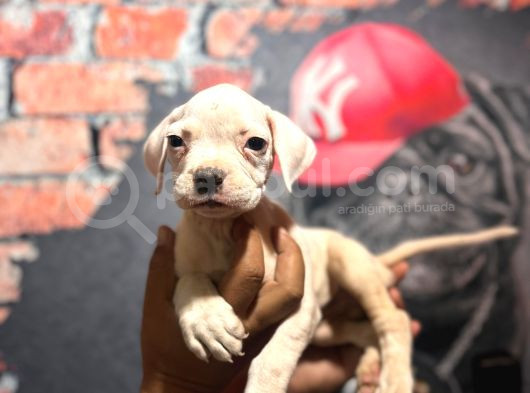 Dev Bekçi Köpeği Secereli Amerikan Bulldog Yavrularımız
