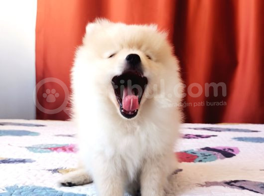 Eğitimli Minik Apartman Köpeği Pomerian Boo görsel