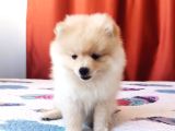 Eğitimli minik apartman köpeği pomerian boo