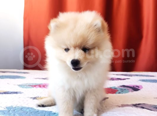 Eğitimli Minik Apartman Köpeği Pomerian Boo